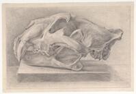 KT 2009 028-399
<br/>
Schedel van een katachtigen
<br/>
<em>Trigt, Stephanus Hendrik Willem van (1790-1840)</em>